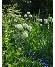Allium stipitatum 'White Giant'