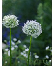 Allium stipitatum 'White Giant' (DB)
