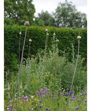 Allium 'Summer Drummer' (DB)