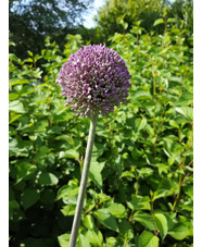 Allium 'Summer Drummer' (DB)
