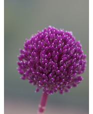 Allium 'Summer Drummer' (DB)