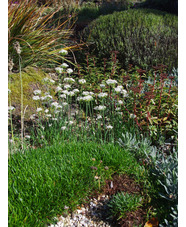 Allium tuberosum