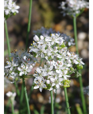 Allium tuberosum
