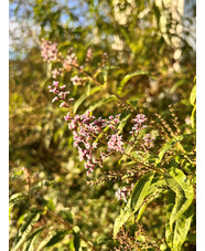 Aloysia citrodora