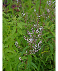 Aloysia citrodora