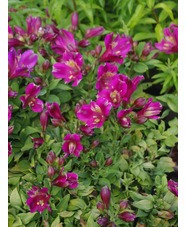 Alstroemeria Inca Goal ('Koncagoal') (Inca Series)