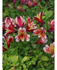 Alstroemeria Inca Husky ('Koncahusky') (Inca Series)
