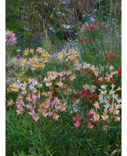 Alstroemeria ligtu hybrids
