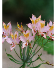 Alstroemeria ligtu hybrids