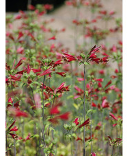 Alstroemeria psittacina