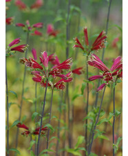 Alstroemeria psittacina