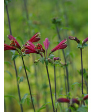 Alstroemeria psittacina