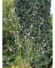 Althaea cannabina