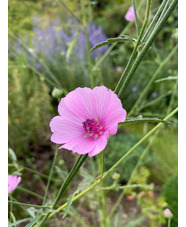 Althaea cannabina