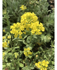 Alyssum montanum 'Berggold'