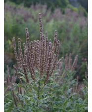 Amorpha canescens