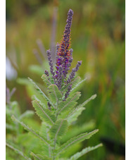 Amorpha canescens