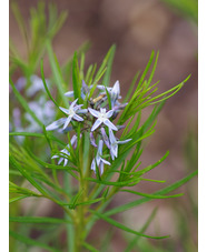 Amsonia hubrichtii