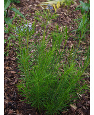 Amsonia hubrichtii