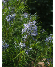 Amsonia hubrichtii