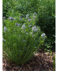 Amsonia hubrichtii