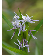 Amsonia illustris