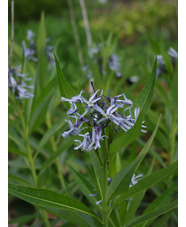 Amsonia illustris