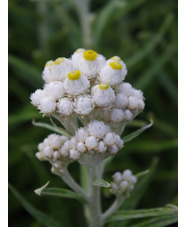 Anaphalis margaritacea