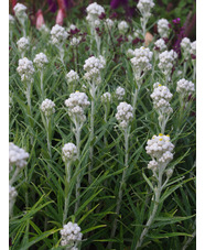 Anaphalis margaritacea