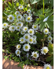 Anaphaloides (Helichrysum) bellidioides