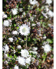 Anaphaloides (Helichrysum) bellidioides