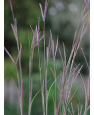 Andropogon gerardii 'Weinheim Burgundy'