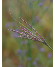 Andropogon gerardii 'Weinheim Burgundy'