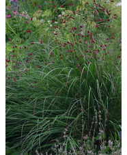 Andropogon gerardii 'Weinheim Burgundy'