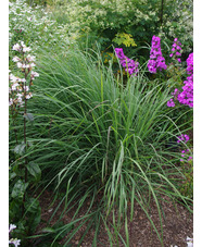 Andropogon gerardii 'Weinheim Burgundy'