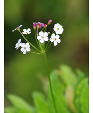 Androsace strigillosa
