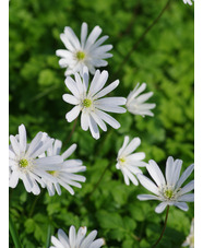 Anemone apennina var. albiflora