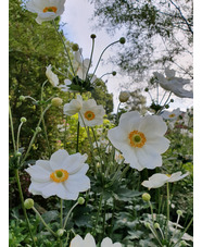 Anemone x hybrida 'Honorine Jobert'