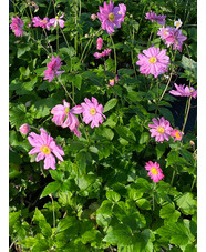 Anemone hupehensis var. japonica 'Pamina'