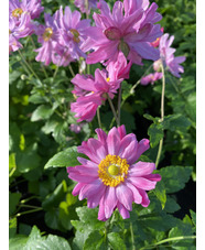 Anemone hupehensis var. japonica 'Pamina'