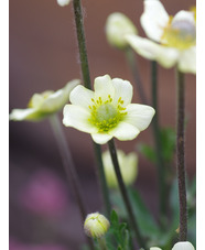 Anemone multifida 'Major'