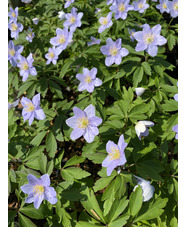 Anemone nemorosa 'Robinsoniana'