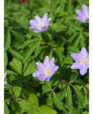 Anemone nemorosa 'Robinsoniana'