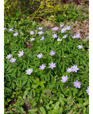 Anemone nemorosa 'Robinsoniana'