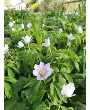 Anemone nemorosa 'Robinsoniana'