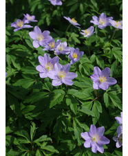 Anemone nemorosa 'Silbermowe'