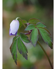 Anemone nemorosa 'Silbermowe'