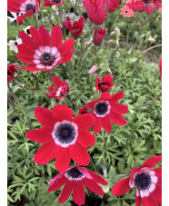Anemone pavonina dusky pink-red