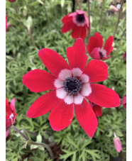 Anemone pavonina dusky pink-red