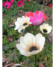 Anemone pavonina